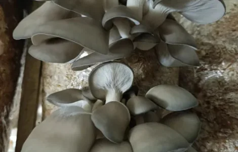 Продам свежие грибы вешенки