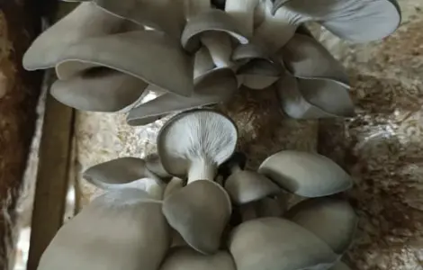 Продам свіжі гриби вешенки