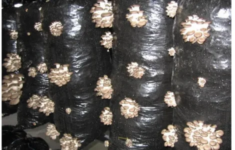 Грибной блок вешенки – готовый к плодоносению