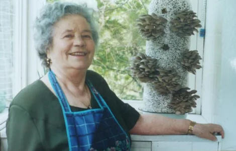 Блоки вешенки