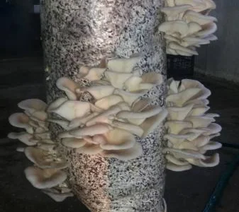 Грибные блоки вешенки готовые к плодоношению