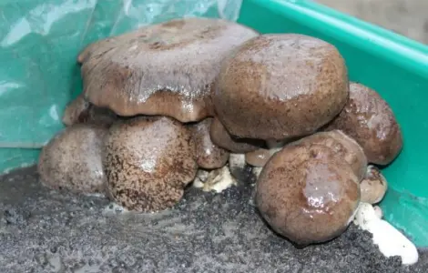Блоки грибов Королевская вешенка
