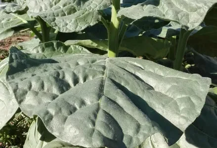 Махорка тютюн насіння