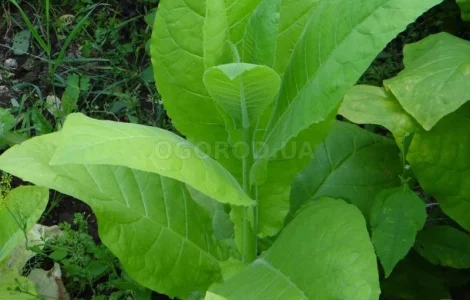 Насіння тютюну «Virginia» (Вірджинія)