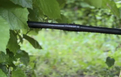 Продам саджанці фундука