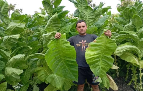 Насіння тютюна сорт Берлей46