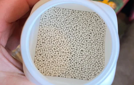 Каліброване насіння тютюну Берлей