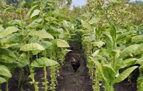 Продам насіння тютюну, тютюн не продаю !