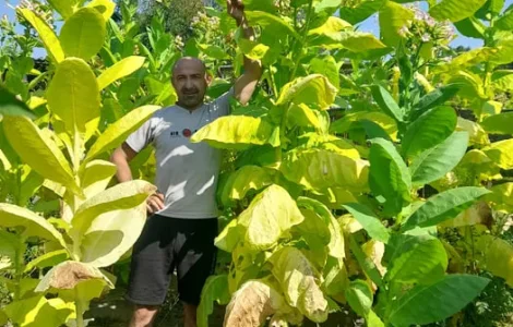 Насіння тютюну Вірджинія - продаж якісного насіння