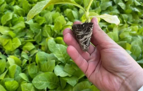 Насіння тютюну Берлей 46 для домашнього вирощування