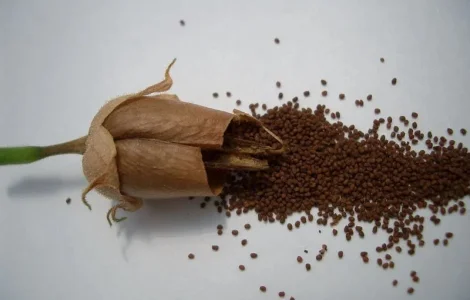 Продам насіння тютюну