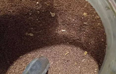 Насіння тютюну