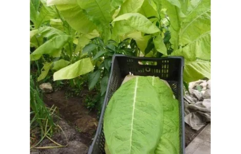 Насіння тютюну "Вірджинія"