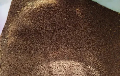 Продам насіння тютюну.