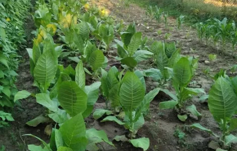 Насіння тютюну вірджинія гавана