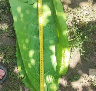 Насіння табака продам