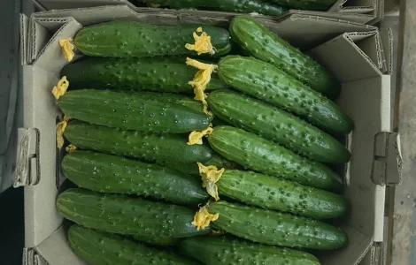 Огірок свіжі