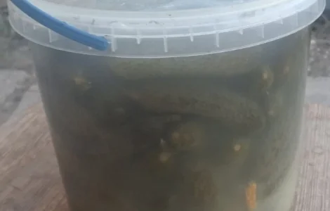 Солоний огірок. Вражай 2025 року!!! Київська область