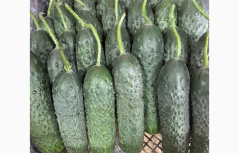 Огірок Туреччина