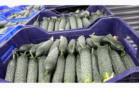 Огірки гурт