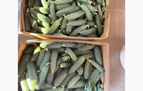 Свіжий Огірок Закарпаття