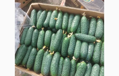 Огірок Закарпаття