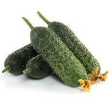 Продам огурец свежий грунтовой сорт Атлантис F1