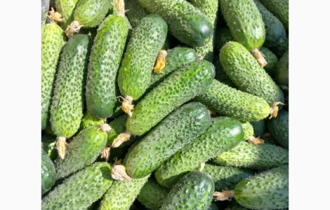 Продам тепличний огірок