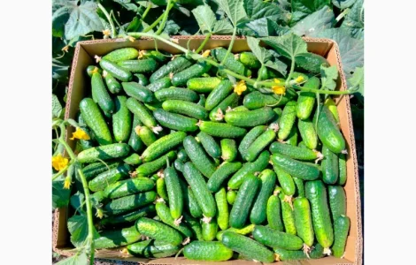 Продам грунтовий огірок