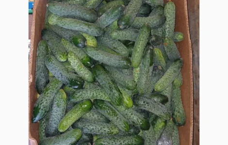 Продам огірок опт