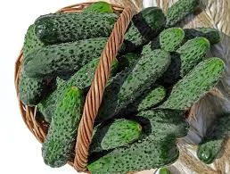 Тепличний огірок 6–9 см. Свіжий збір | Опт від 10 тонн