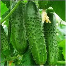 Огірок відкритого ґрунту 6–9 см | Прямо з поля | Опт від 10 т