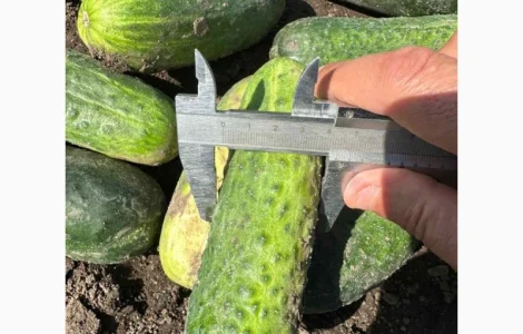 Продам огірок грунтовий оптом вибірка від 7 тонн. Огурец оптом