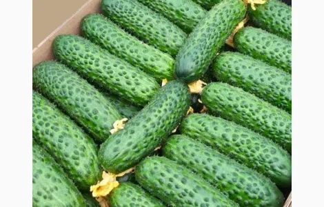 Закуповуємо огірки оптом! Київ та область