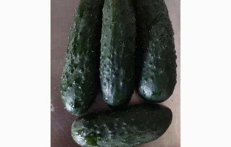 Продам огірок