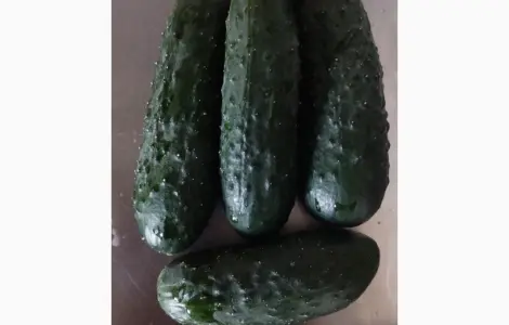 Продам огірок