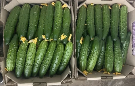 Огірок тепличний