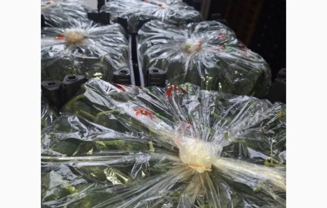 Огірок Туреччина