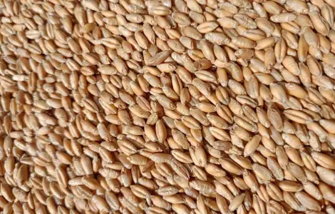 Продам зерно тритікале, овес, пшеницю, ячмінь