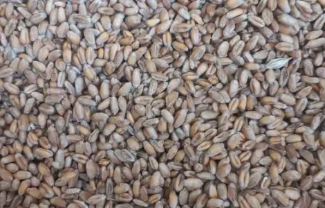 Продам зерно тритикале 20т