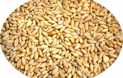 Продам зерно тритікале