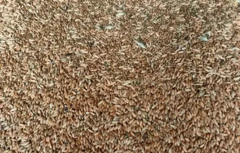 Продам Тритикале (зерно)