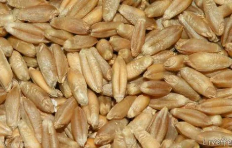 Купляєм зерно тритикале