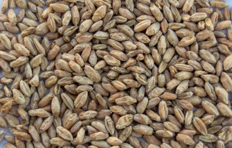 Закупаем зерно тритикале.