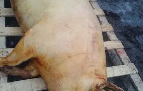 Продам м'ясо свинини