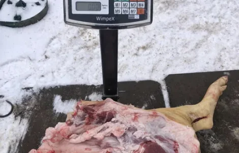 М‘ясо свинина