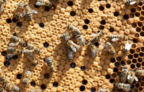 Оголошення2026!!! Продам бджолопакети