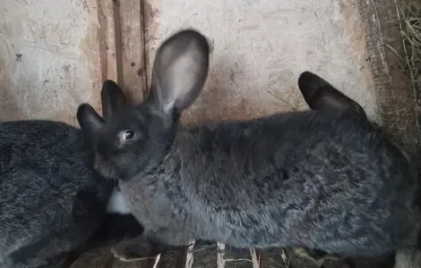 Кролі для розплоду та кроляче м'ясо