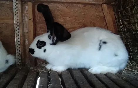 Продаються кролі на розпліт та бите м’ясо