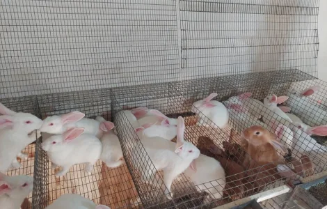 Кролі, термонська біла. Молодняк.